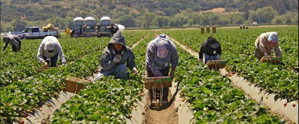 Image result for farmers in salinas